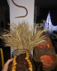 کیک زعفرانی با روکش گاناش.