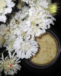 پر می زند کبوتر دل در هوای تو.... یا ضامن آهو