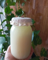 روغن دنبه