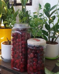 ترشی آلبالو شور