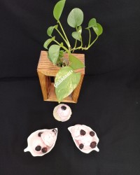 بستنی میوه ای (دستور خانم سراجی)