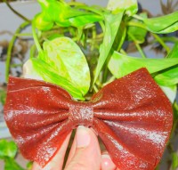 لواشک آلوچه و آلو