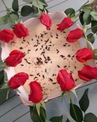 فرنی پفکی