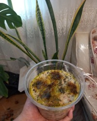 آش کشک آذربایجان