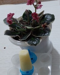 اسکمو آلاسکا طالبی...