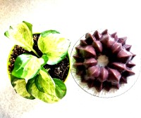 دنت شکلاتی خانگی