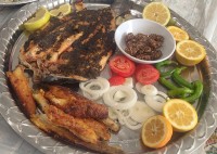 ماهی حشو جنوبی