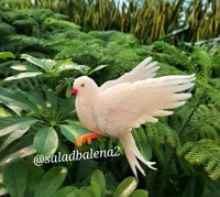 کبوتر با ترب