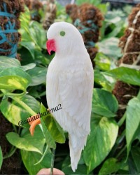 طوطی با ترب