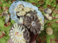 نوروز و سلامتی (شیرینی آجیلی دو رنگ)