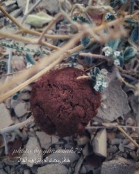 فرا رسیدن ماه مهمانی خدا مبارک⁦❤️⁩