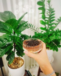 پارافه موزی