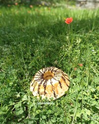 کیک میزبان گردویی