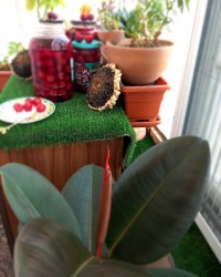 کمپوت گیلاس ورق زدنی