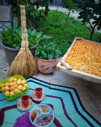 برگه زردآلو