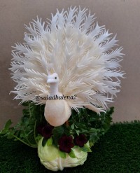 طاووس با ترب