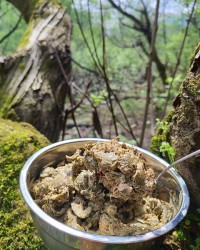 زیتون پرورده 