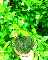 دَلار گیلان☘️