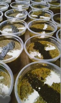 آش گندم 
نذری