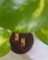 تولدهمسرجانم