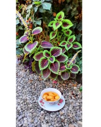 کمپوت گلابی 