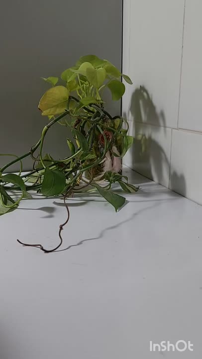 کوکی شکلاتی