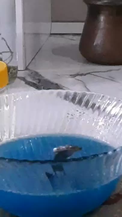 پاستیل بلوبری