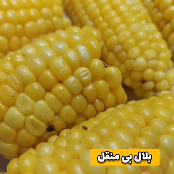 ذرت