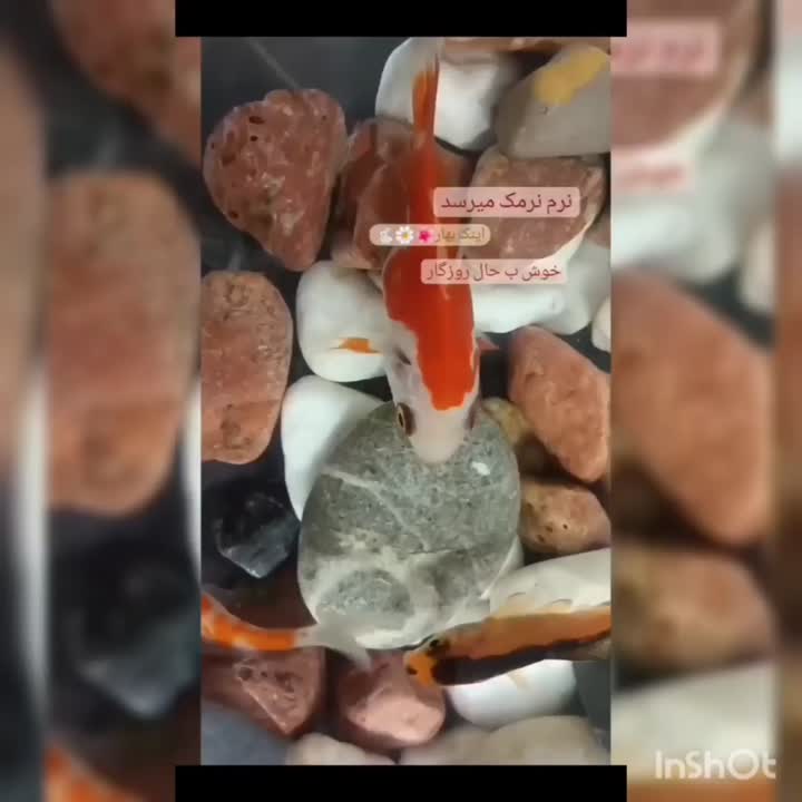 سفره هفت سین ???