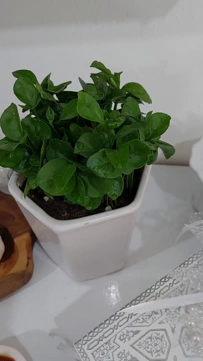 هفت سین ۱۴۰۲