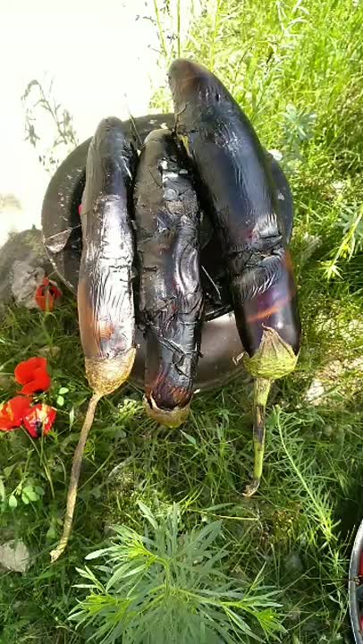 اشپزی در طبیعت (املت خام)