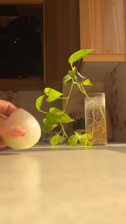 زرشک پلو با مرغ