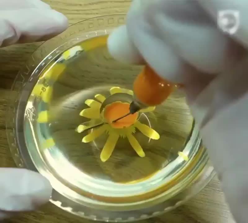 دیزایین ژله