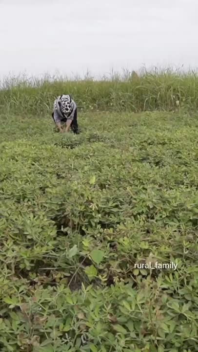 کوکی بادام زمینی