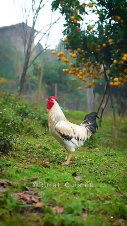 مرغ پرتقالی