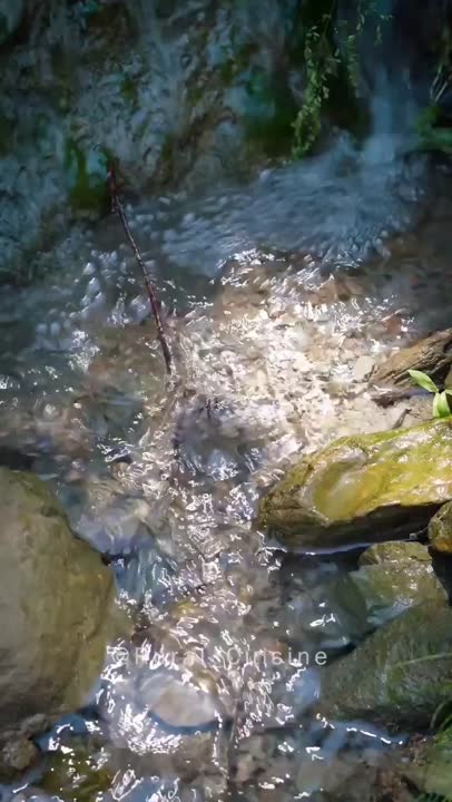 تارت توت فرنگی