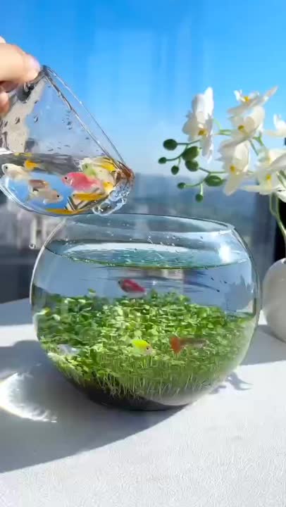 تنگ ماهی عید