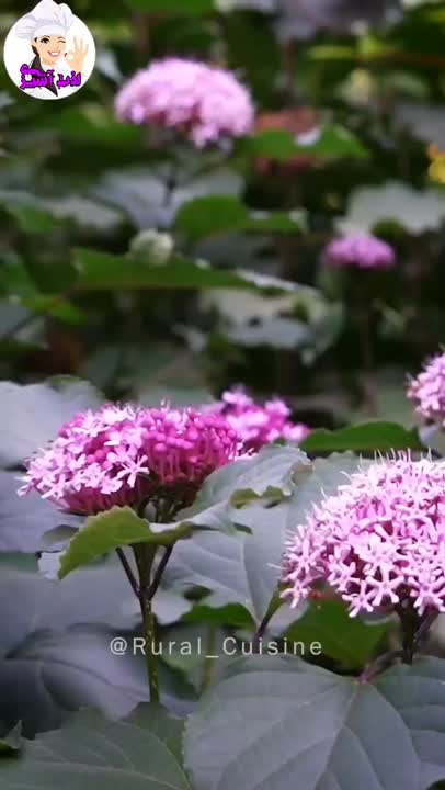 میرزا قاسمی با نان تافتون