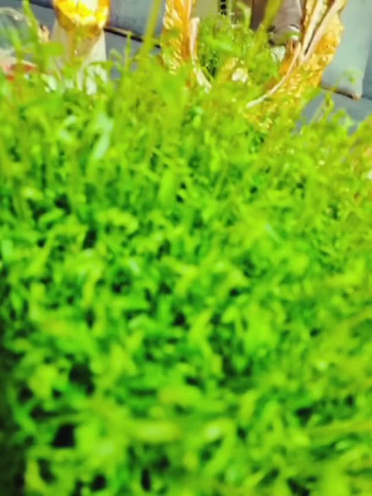 هفت سین ۱۴۰۳ با شیرینی های خودم پَز