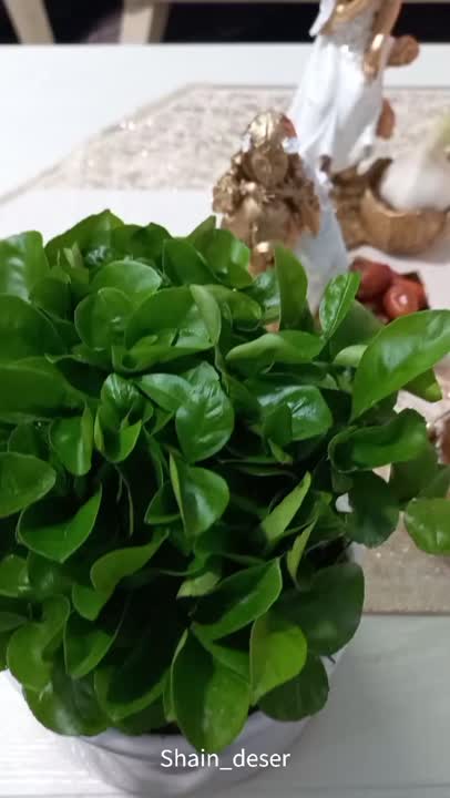 هفت سین۱۴۰۳