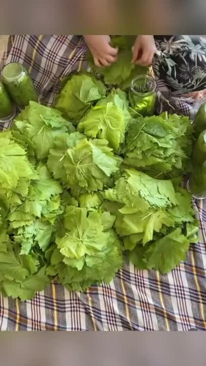 مخصوص دلمه خورها