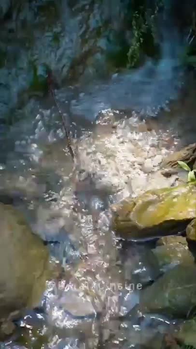 پایِ توت فرنگی