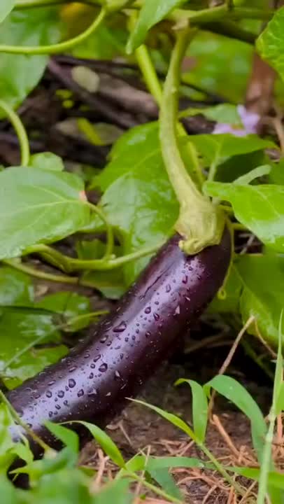 کشک بادمجون