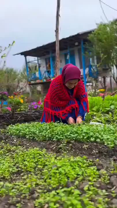 کوفته ناردونی