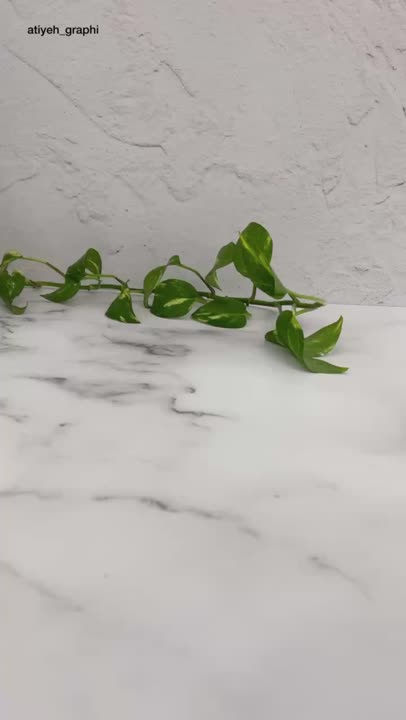 مافین پنبه ای