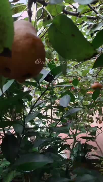 مربای خوج محلی