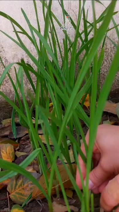 سیرواویج /سیرابیج