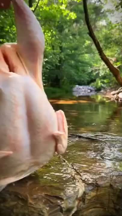 مرغ شکم پر  آتیشی 