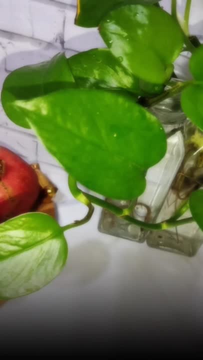 کیک هویج گردو