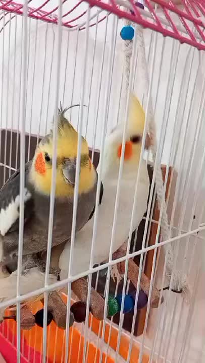 به وقتِ تولدِ آیلا جان/۳۰ آبان۱۴۰۴  